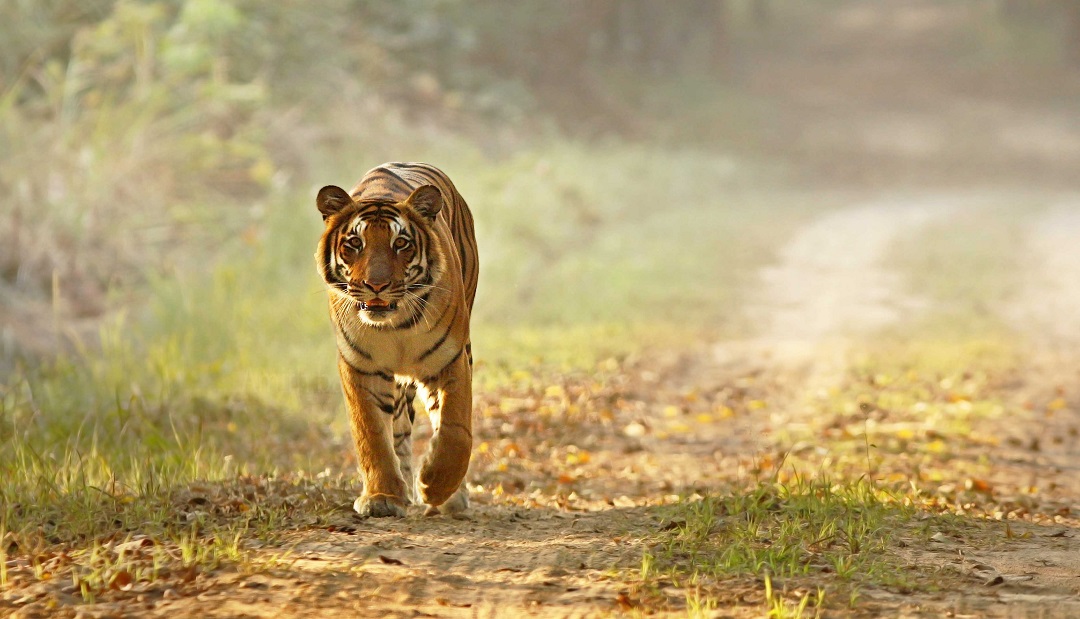 Dudhwa Tiger Reserve, Dudhwa National Park TOur Packges